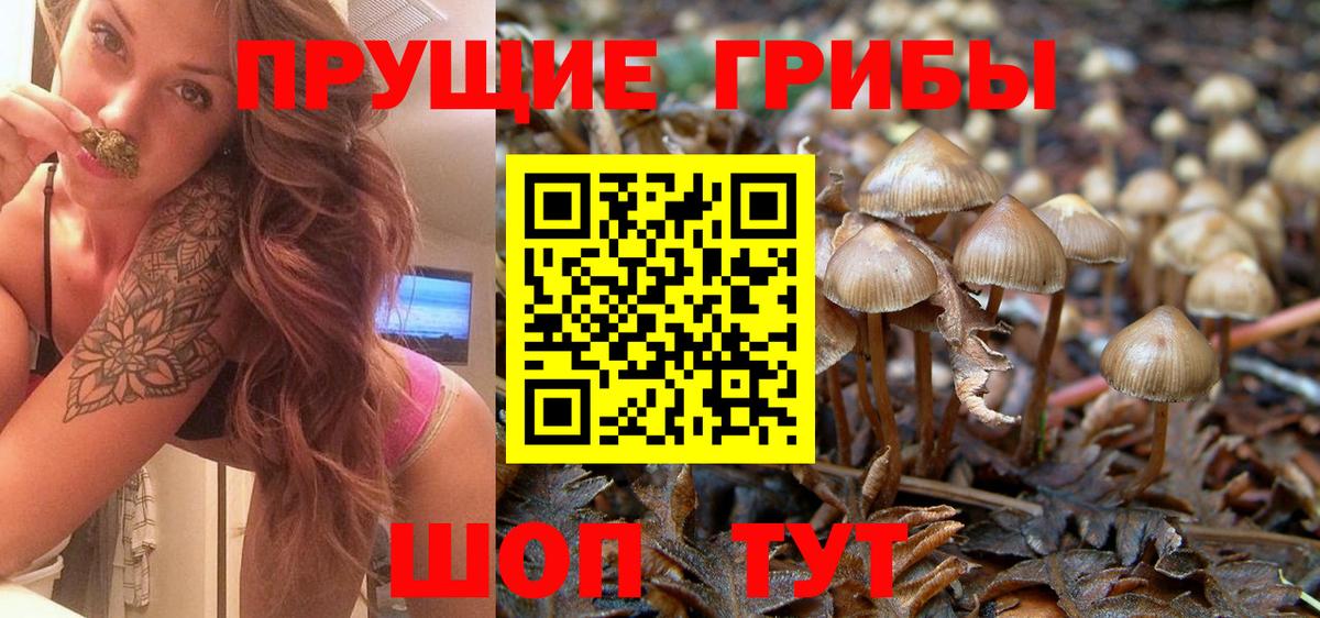 Псилоцибиновые грибы Cubensis Курчатов